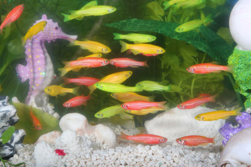 800px-GloFish.jpg